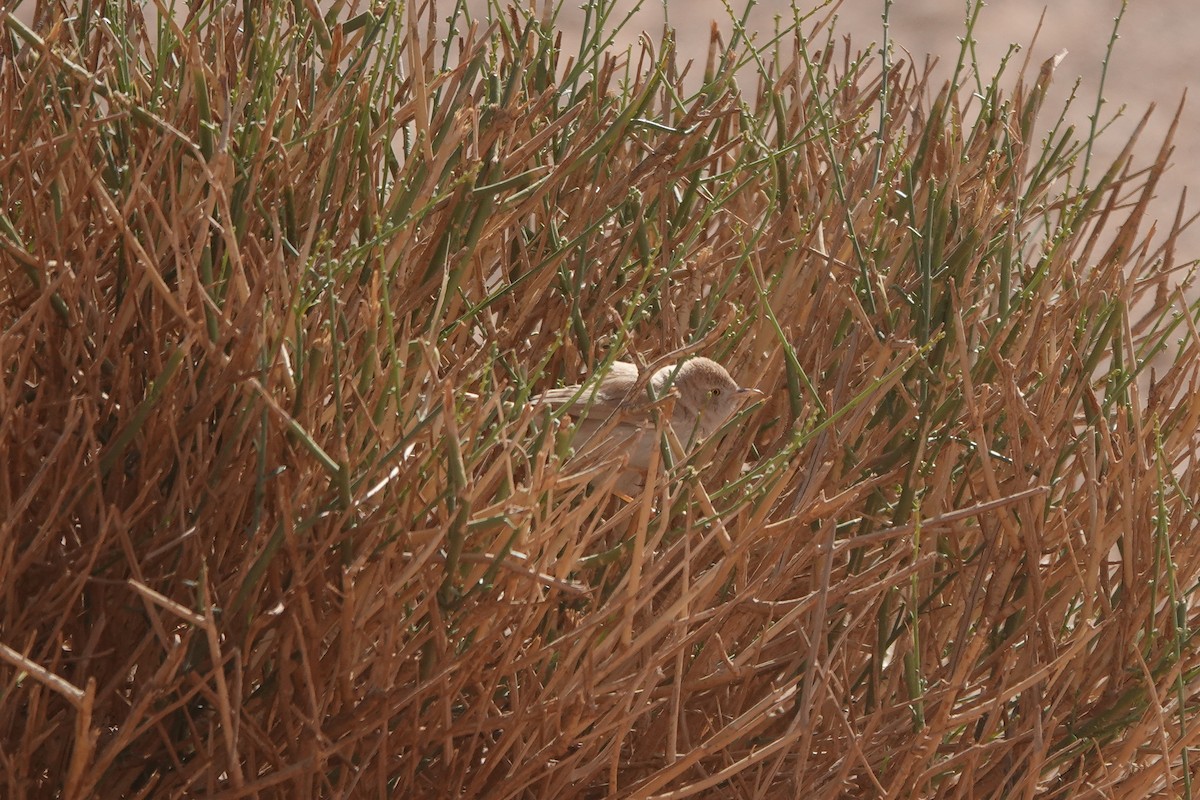 African Desert Warbler - ML642171113