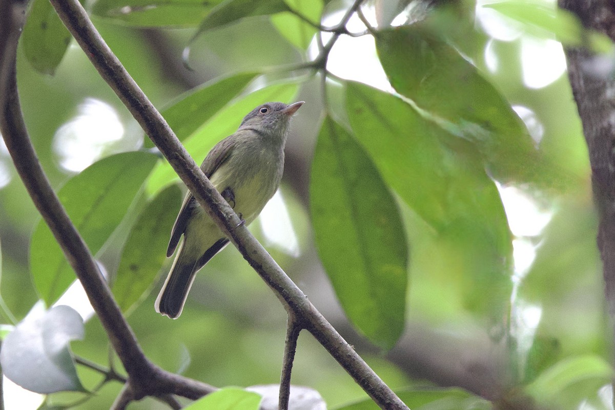 Saffron-crested Tyrant-Manakin - ML642171115