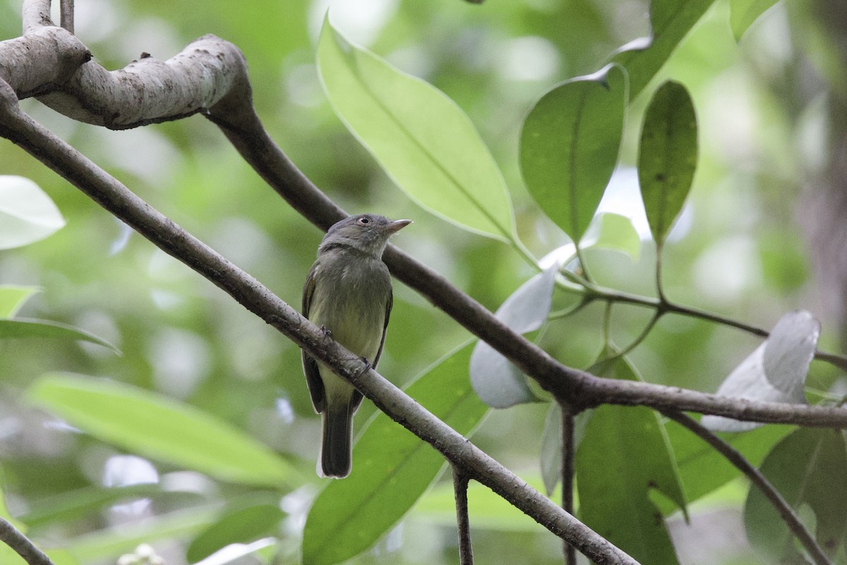 Saffron-crested Tyrant-Manakin - ML642171117