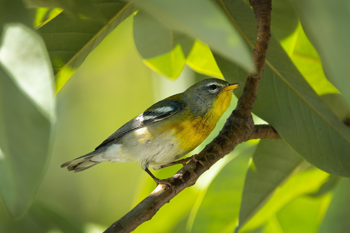 Parula Norteña - ML642171121