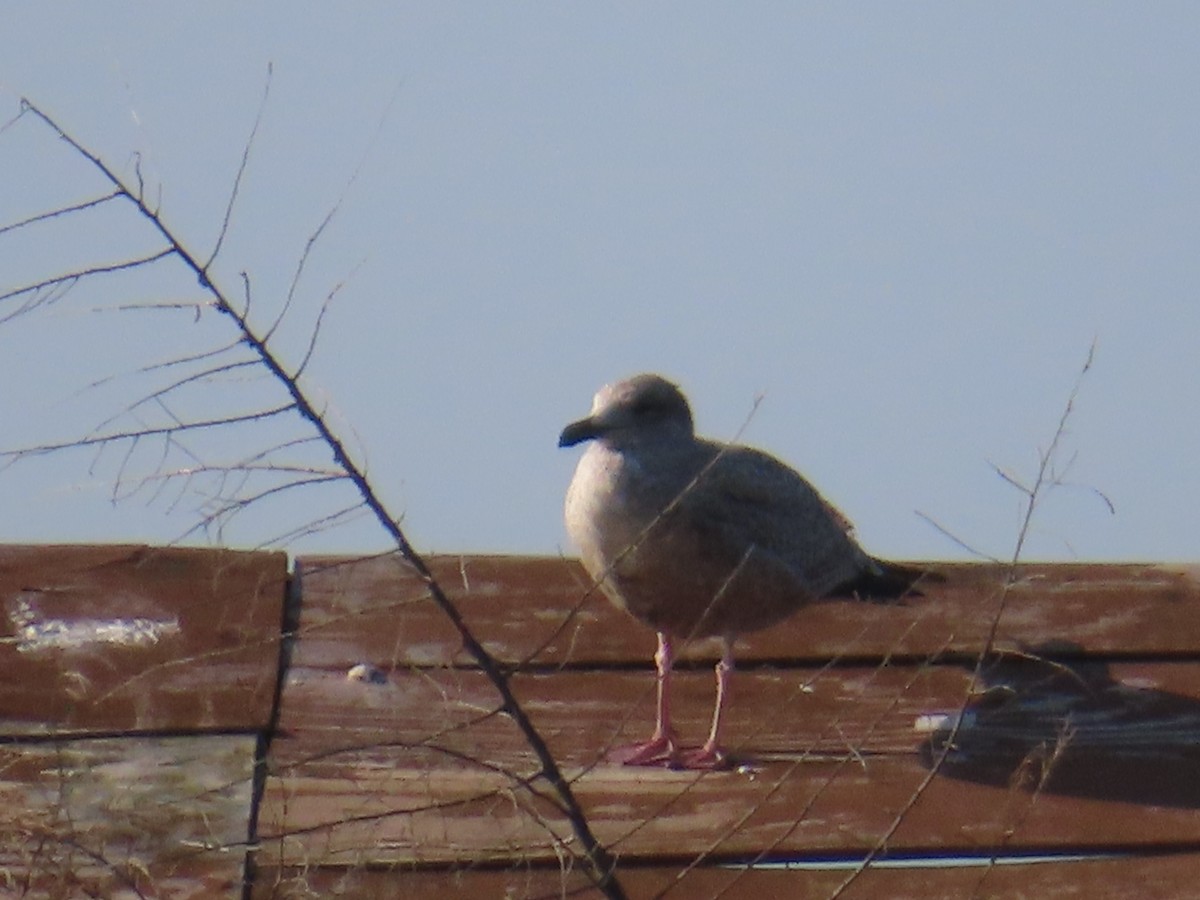 American Herring Gull - ML642171129