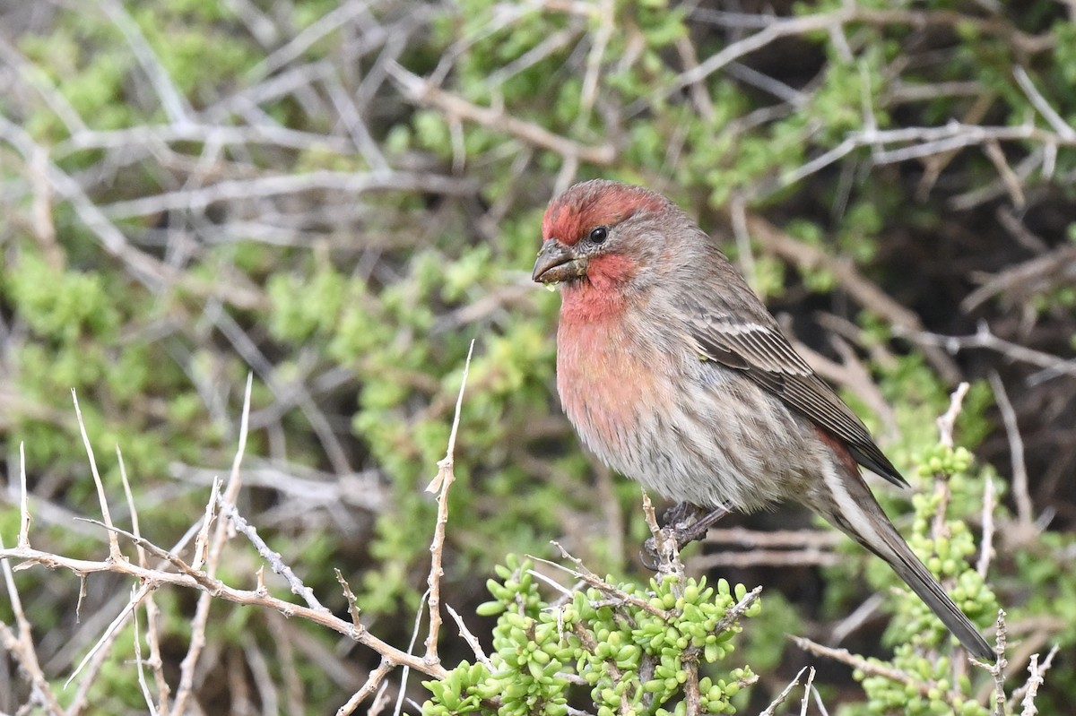 House Finch - ML642171134