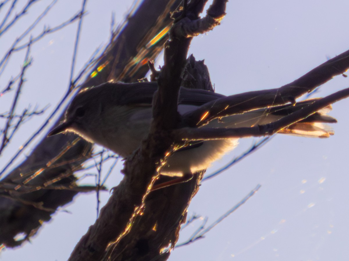Western Gerygone - ML642171135
