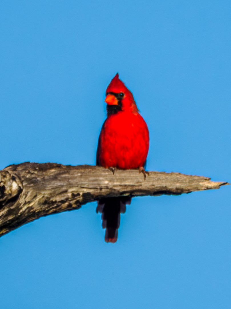 Cardinal rouge - ML642171146