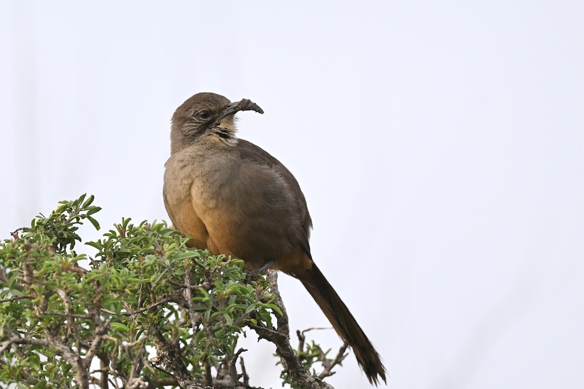 California Thrasher - ML642171147