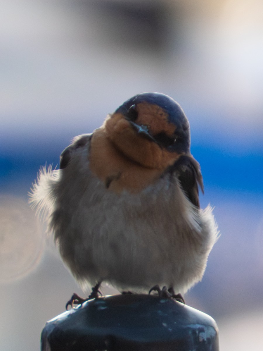 Welcome Swallow - ML642171148