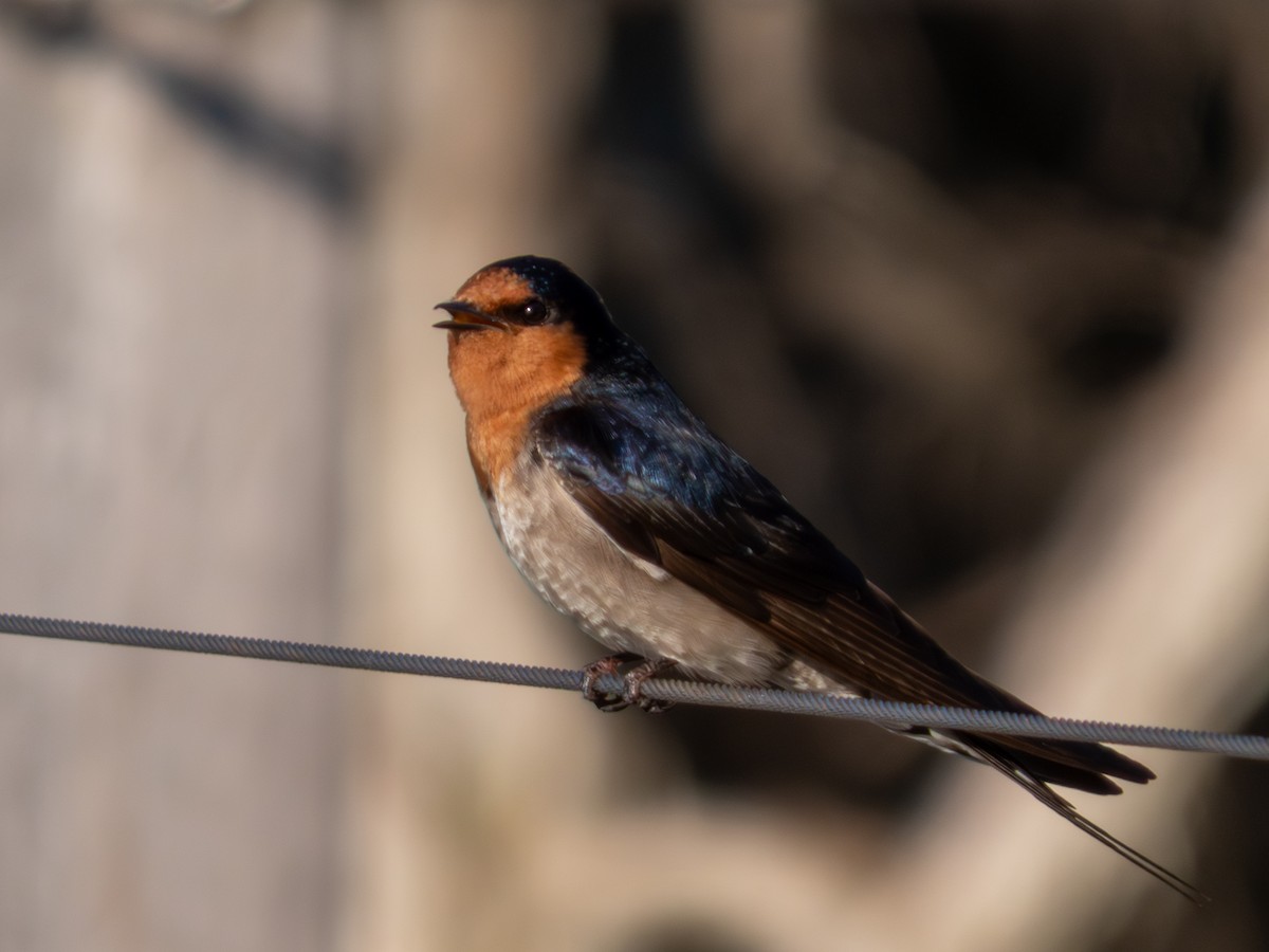 Welcome Swallow - ML642171149