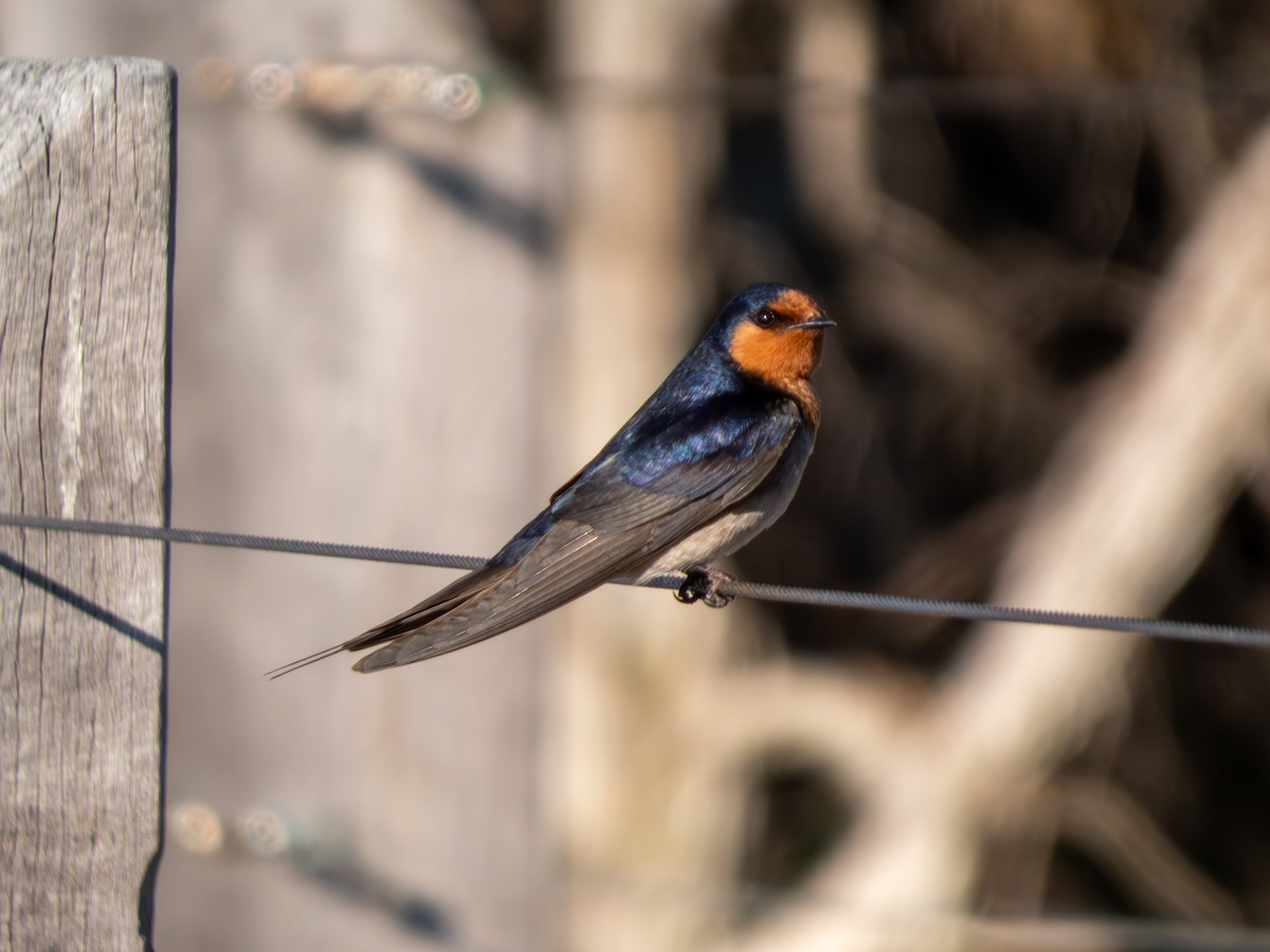 Welcome Swallow - ML642171150