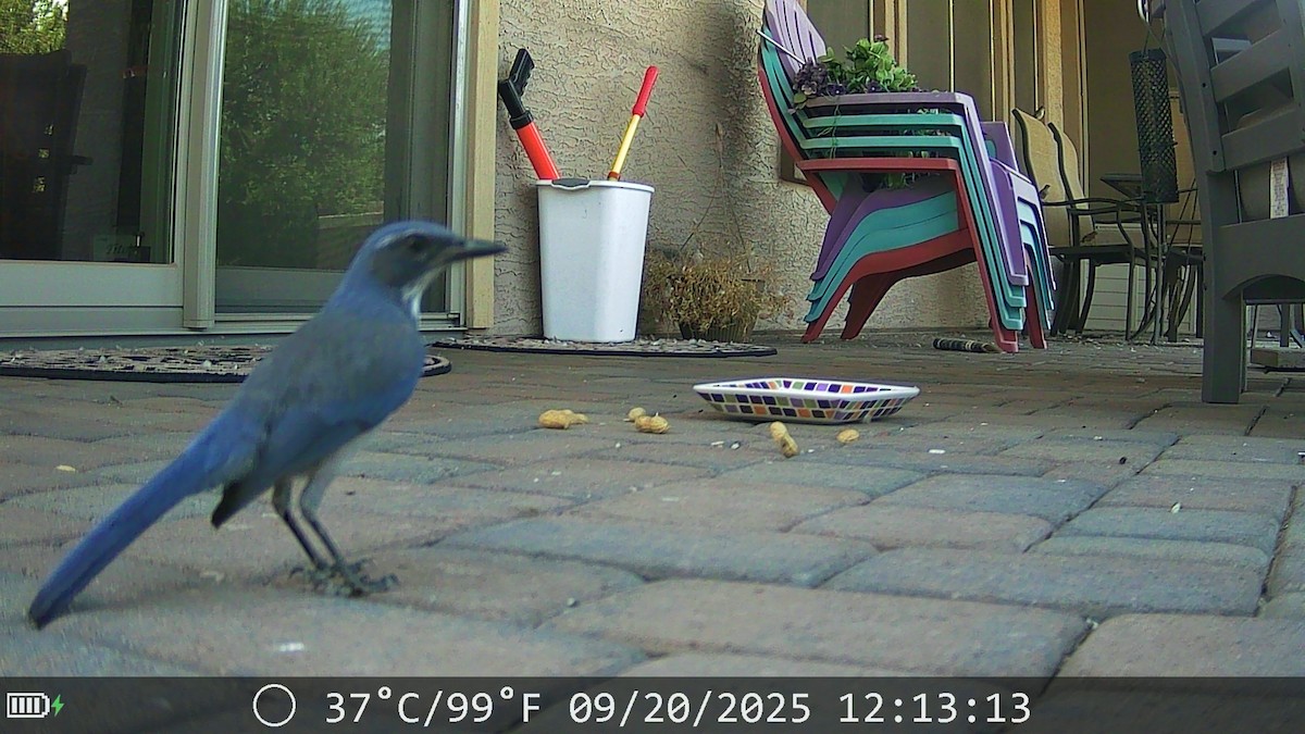 Woodhouse's Scrub-Jay - ML642171158
