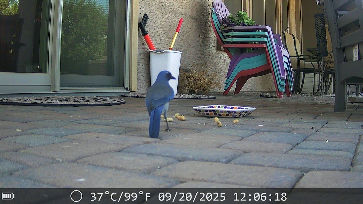 Woodhouse's Scrub-Jay - ML642171166