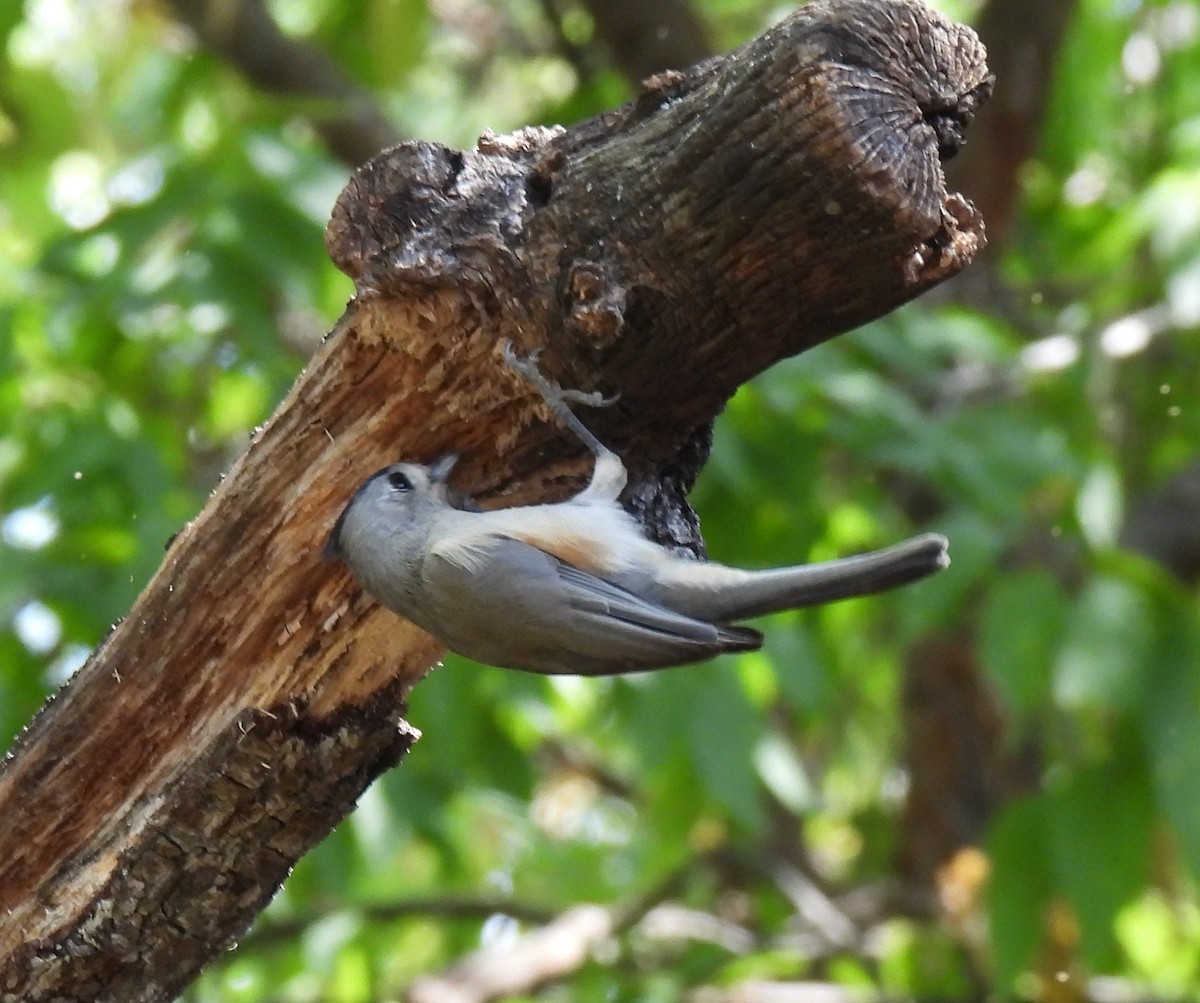 Tufted x Black-crested Titmouse (hybrid) - ML642171173