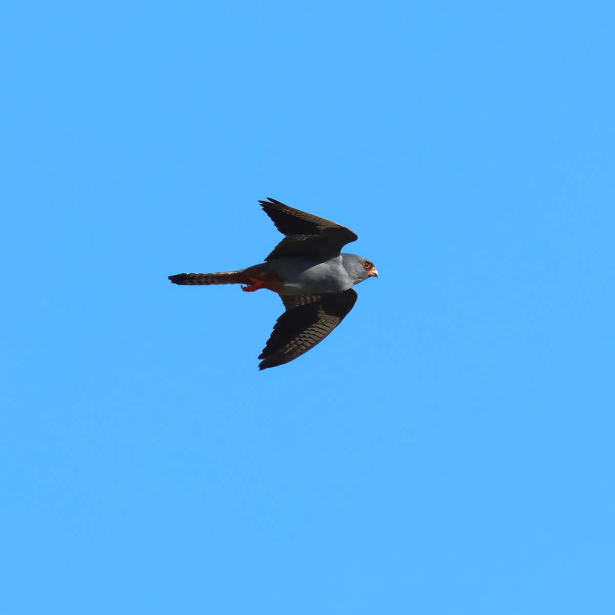 Red-footed Falcon - ML642171176