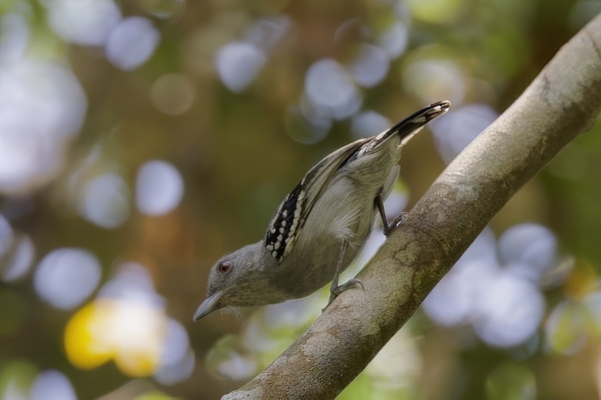Northern Slaty-Antshrike - ML642171187