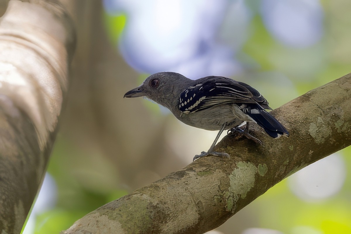 Northern Slaty-Antshrike - ML642171188