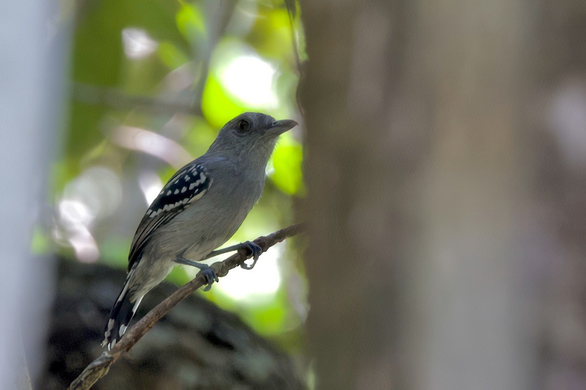 Northern Slaty-Antshrike - ML642171189