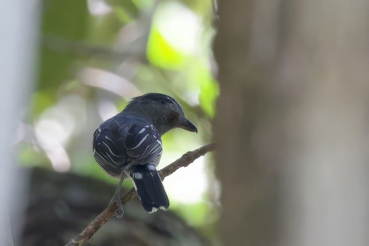 Northern Slaty-Antshrike - ML642171194