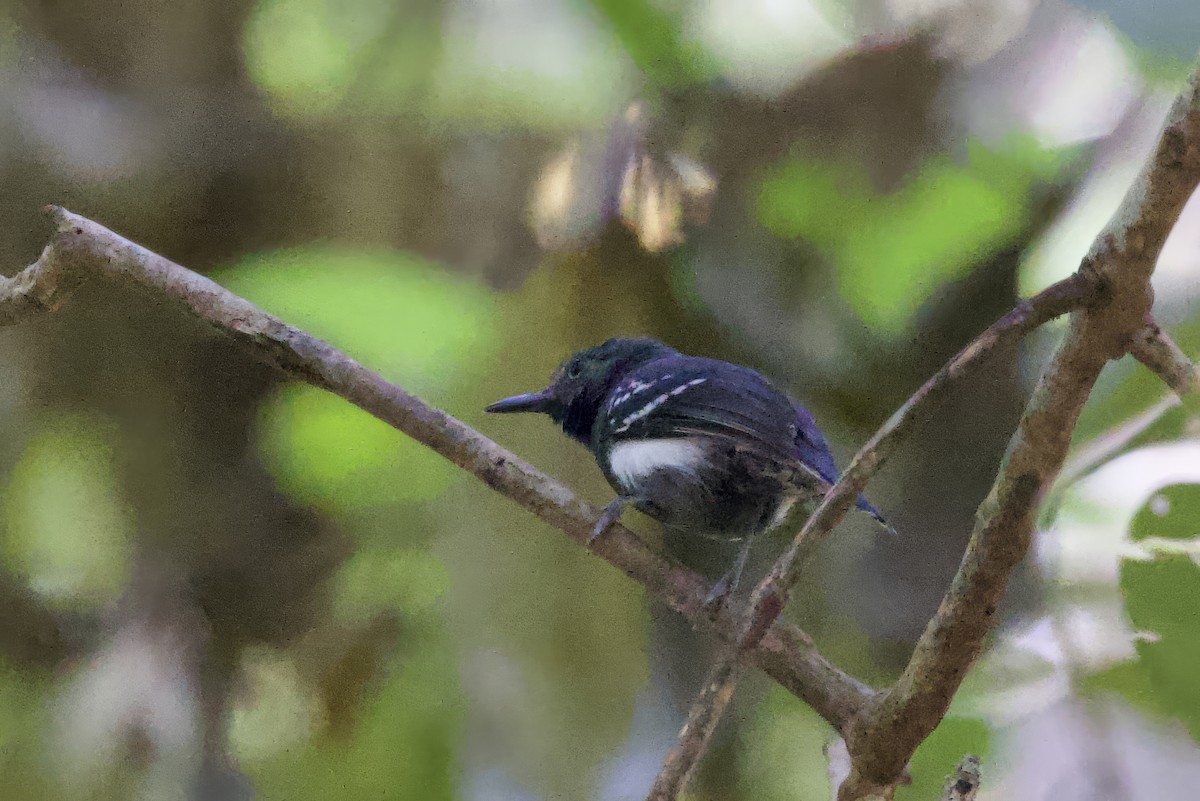 White-flanked Antwren - ML642171205