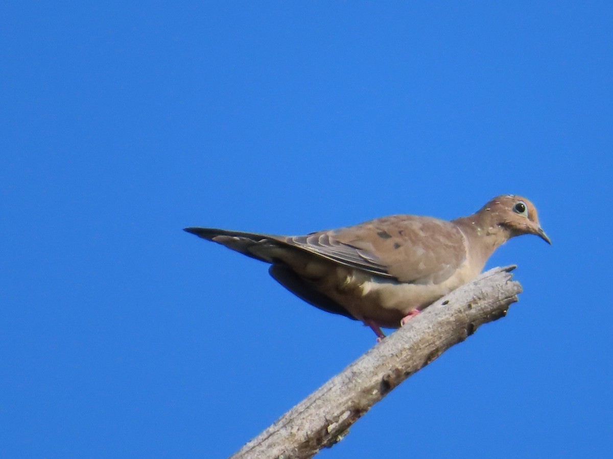 Mourning Dove - ML642171209