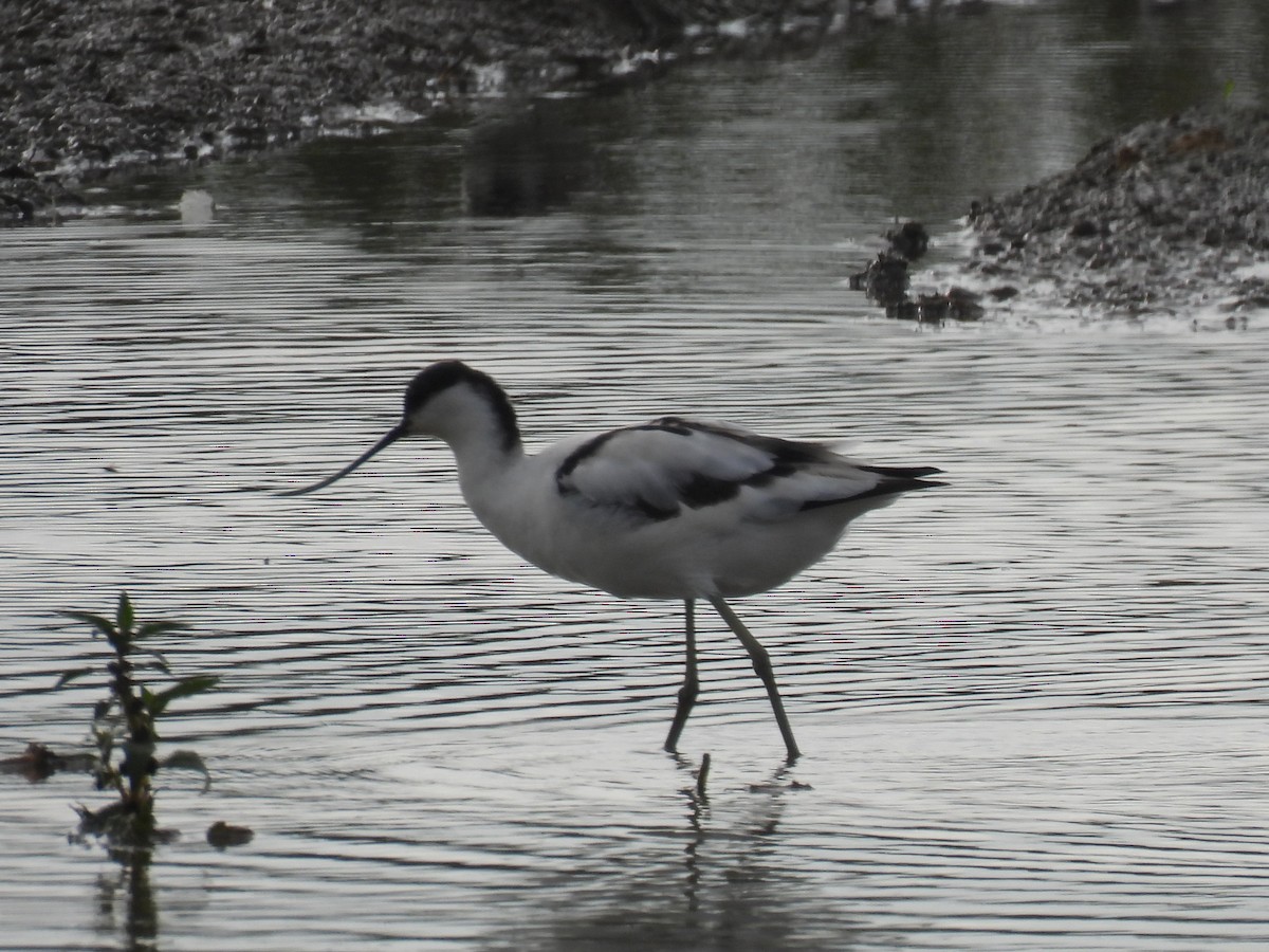 Pied Avocet - ML642171226