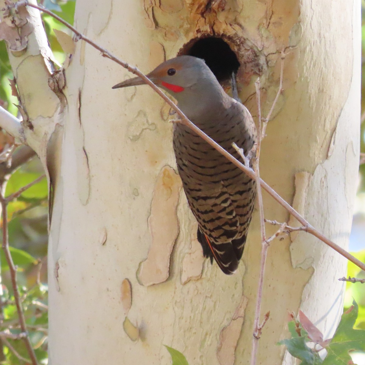 Northern Flicker (Red-shafted) - ML642171228