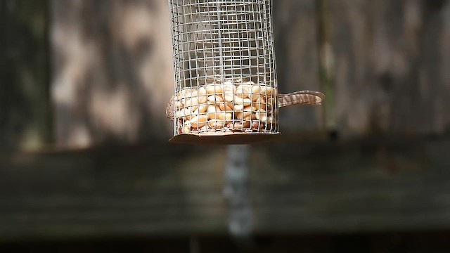 Carolina Wren - ML642171229