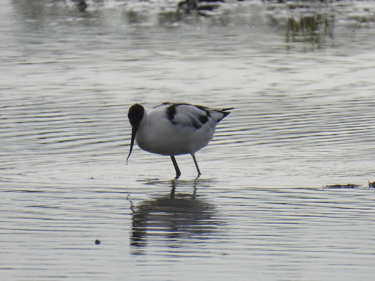 Pied Avocet - ML642171233