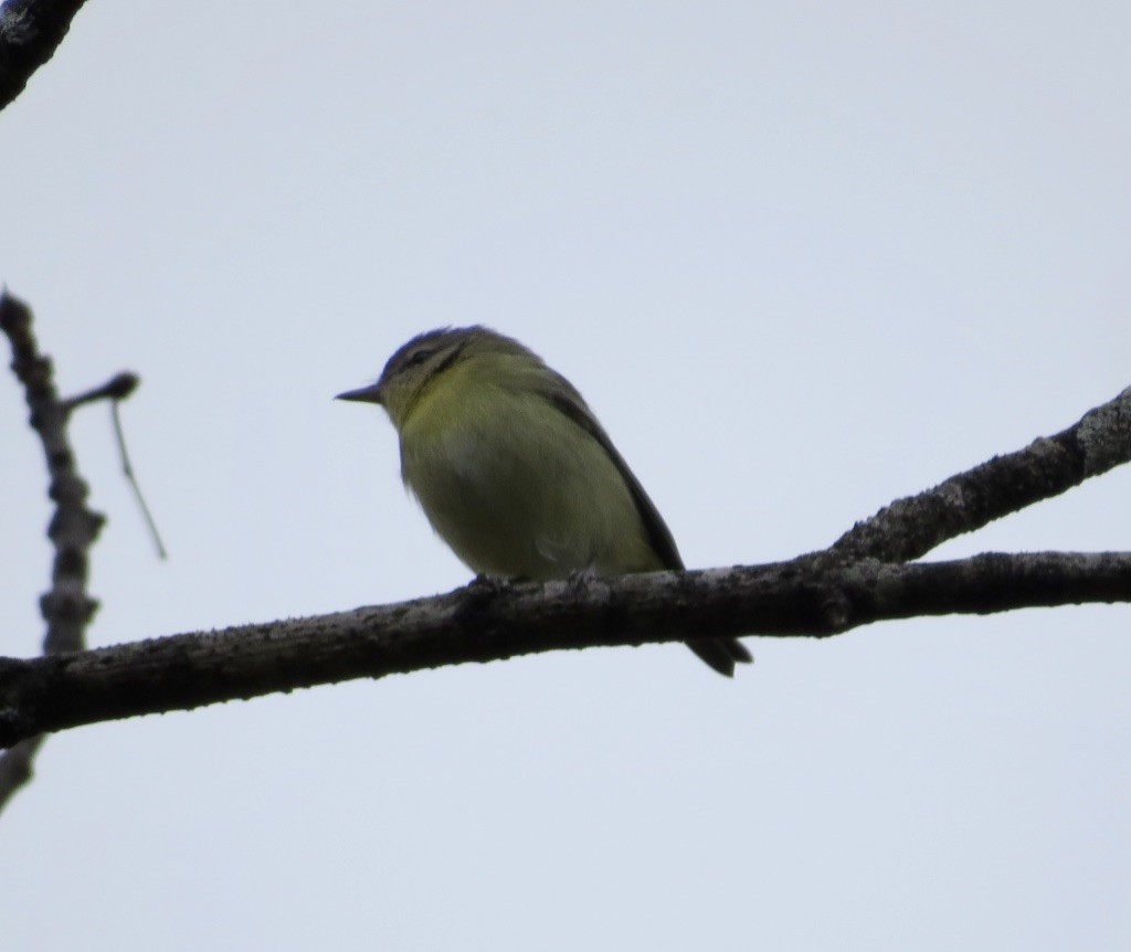 Philadelphia Vireo - ML642171234