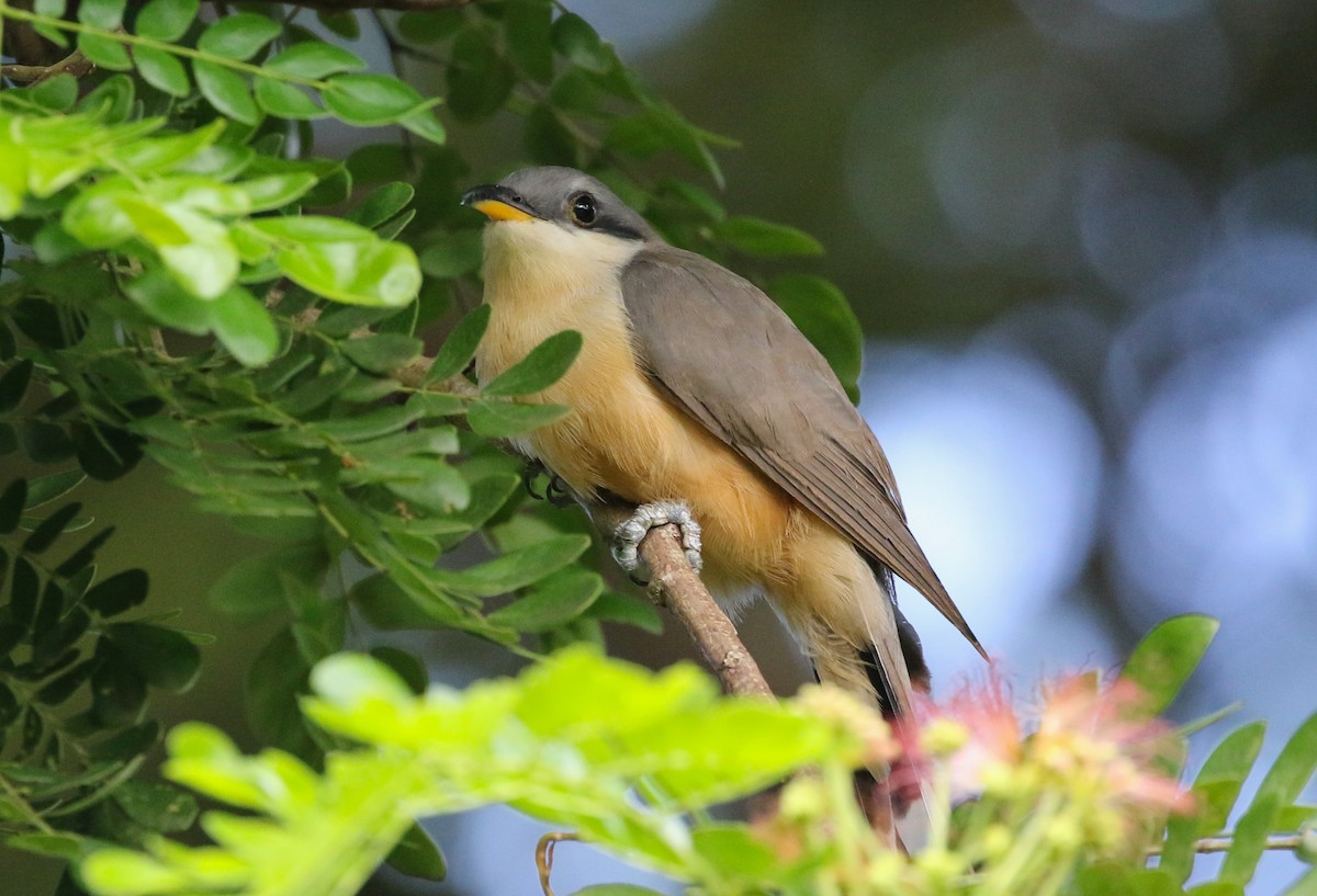 Mangrove Cuckoo - ML642171240