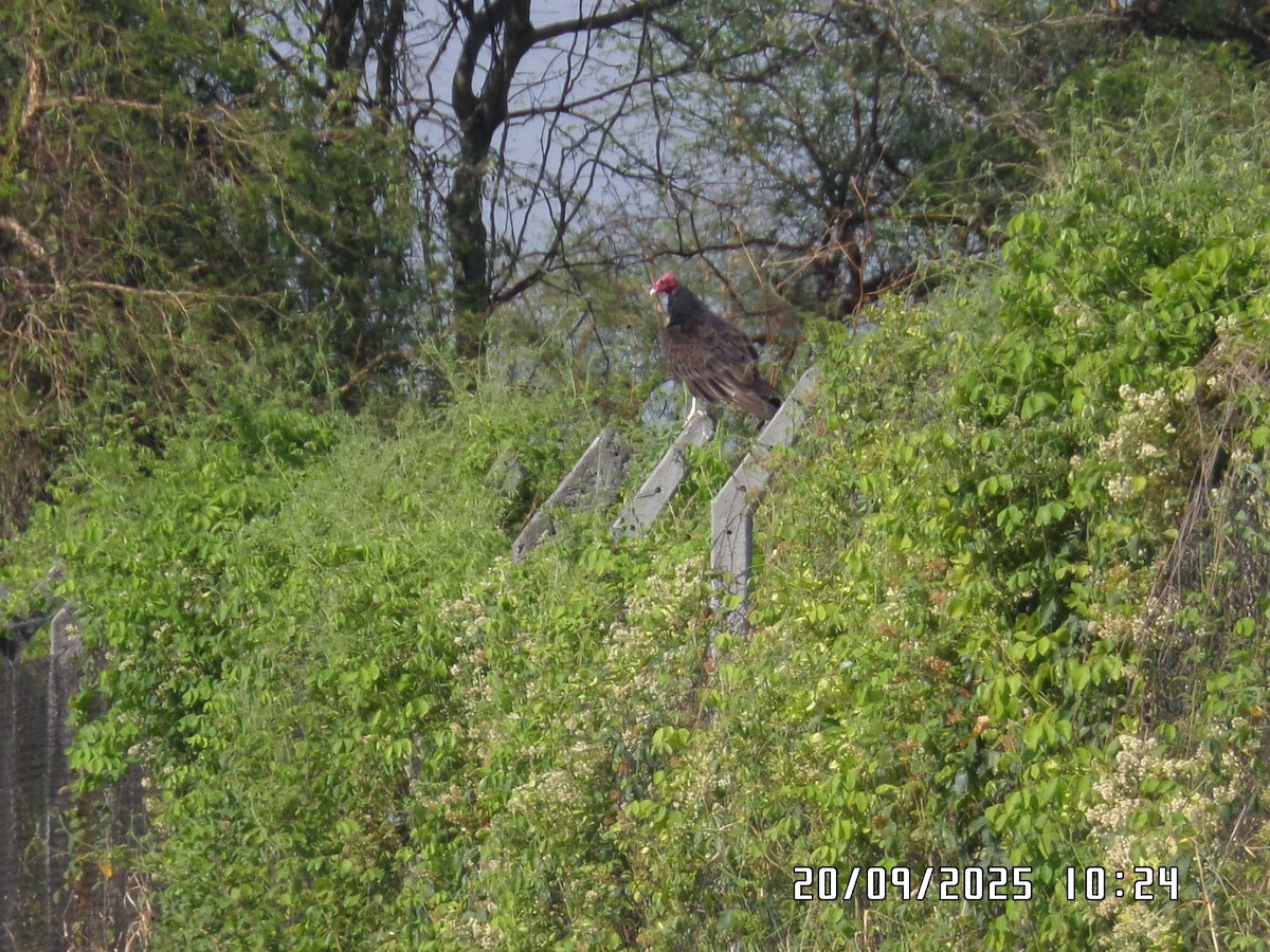 Turkey Vulture - ML642171241