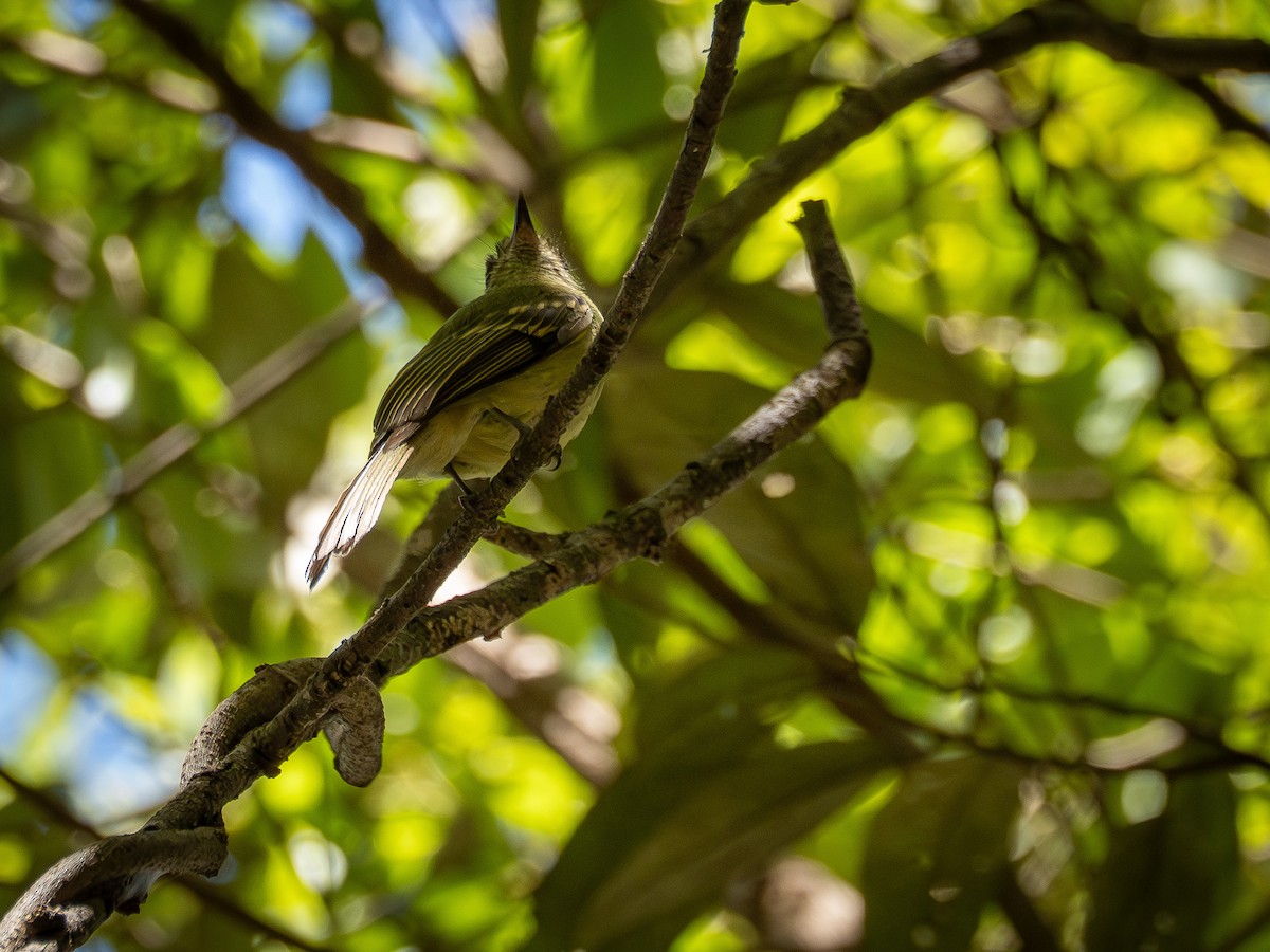 Sepia-capped Flycatcher - ML642171247