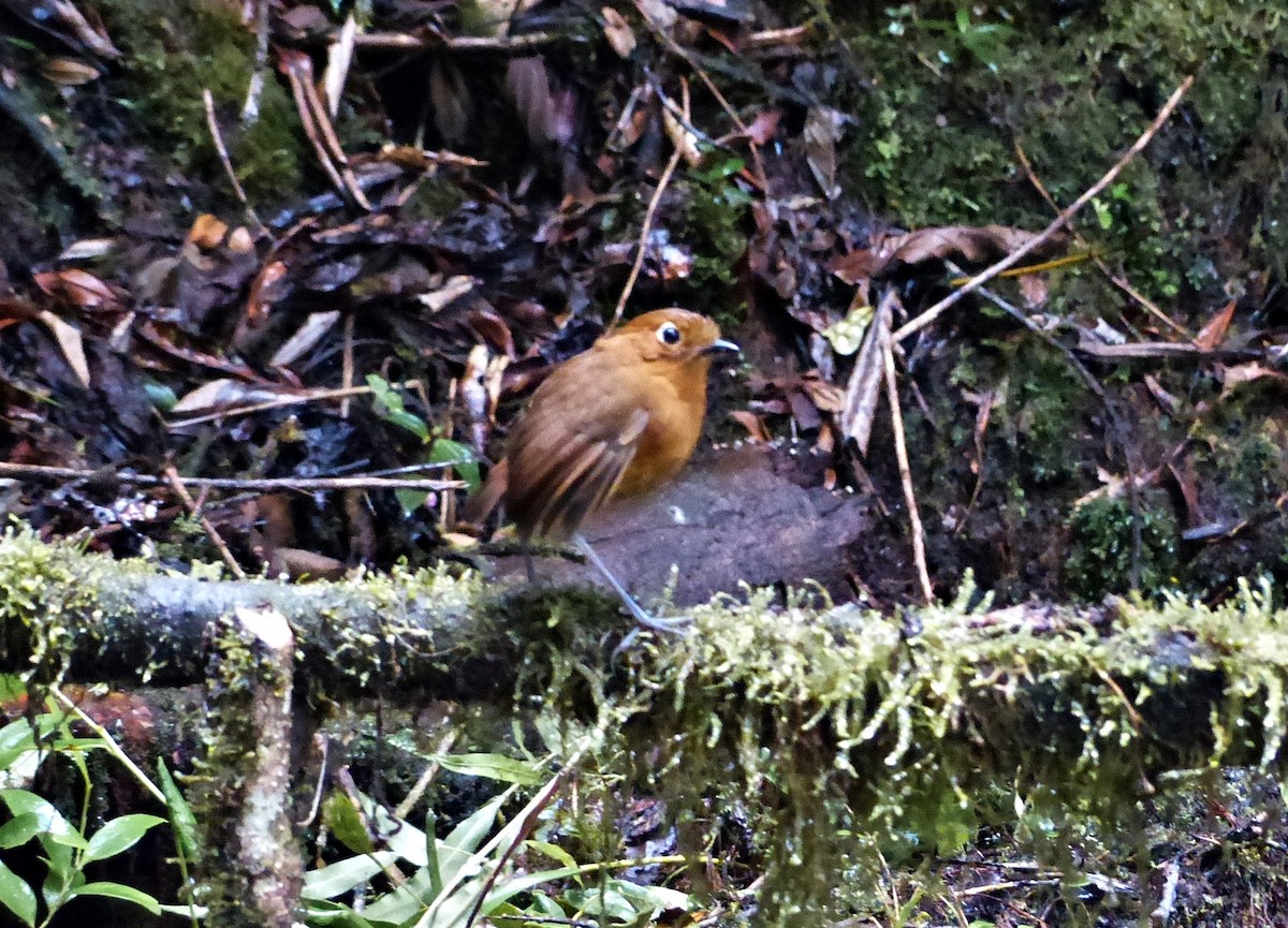 Urubamba Antpitta - ML642171249