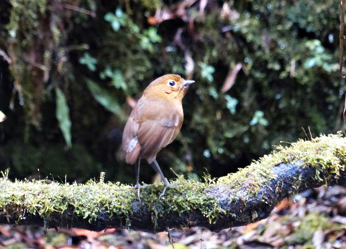 Urubamba Antpitta - ML642171250