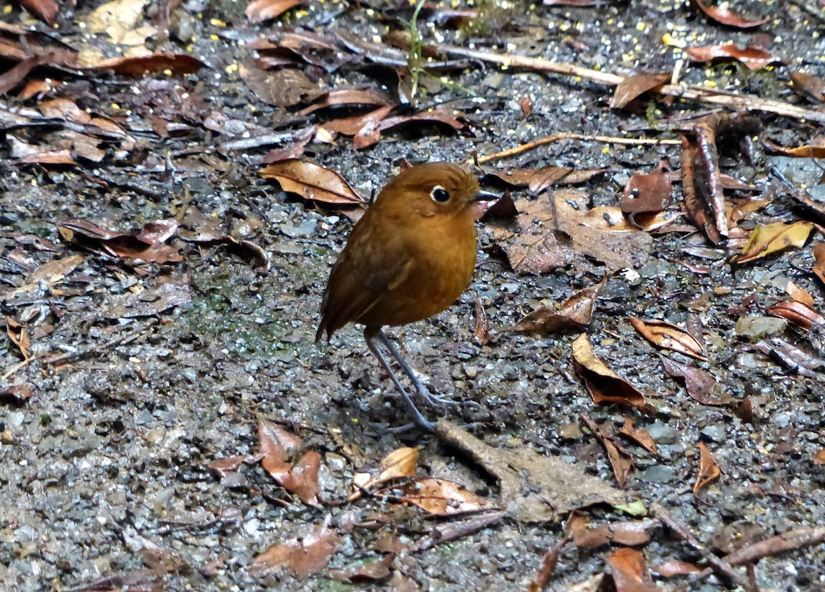 Urubamba Antpitta - ML642171251