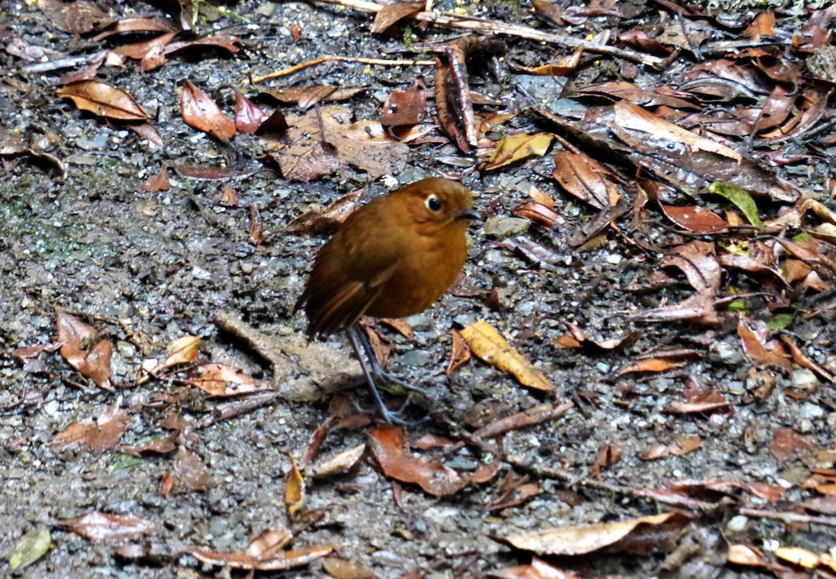 Urubamba Antpitta - ML642171252