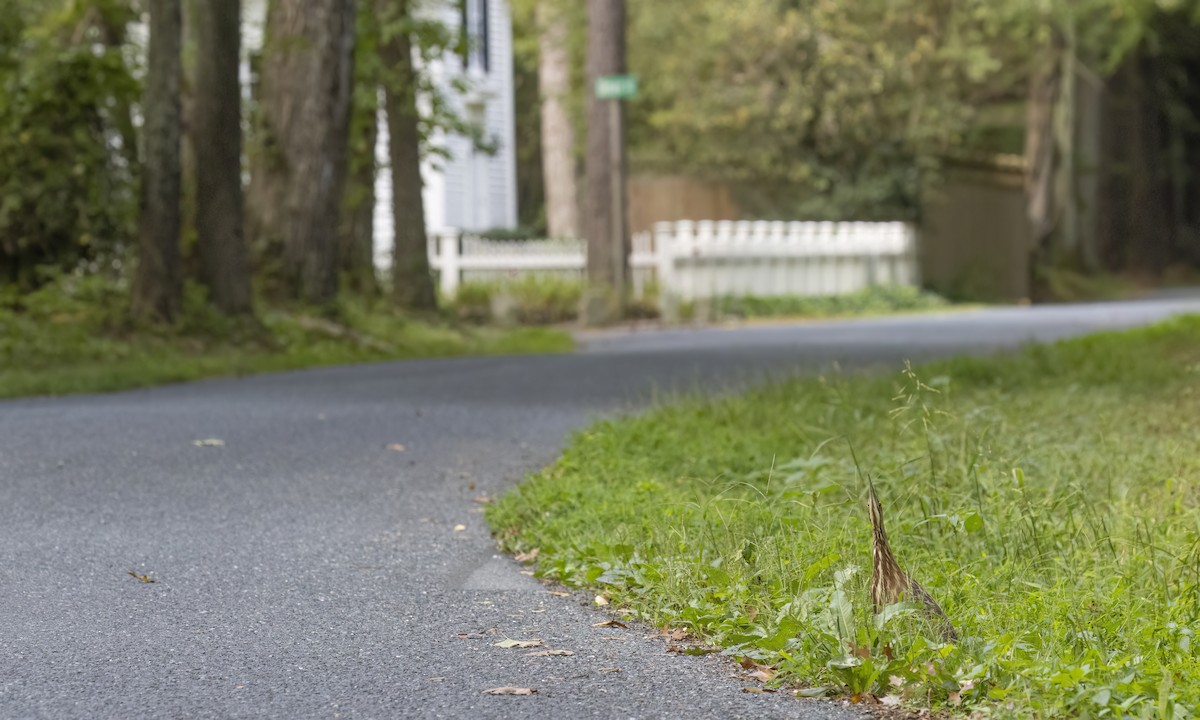 American Bittern - ML642171278
