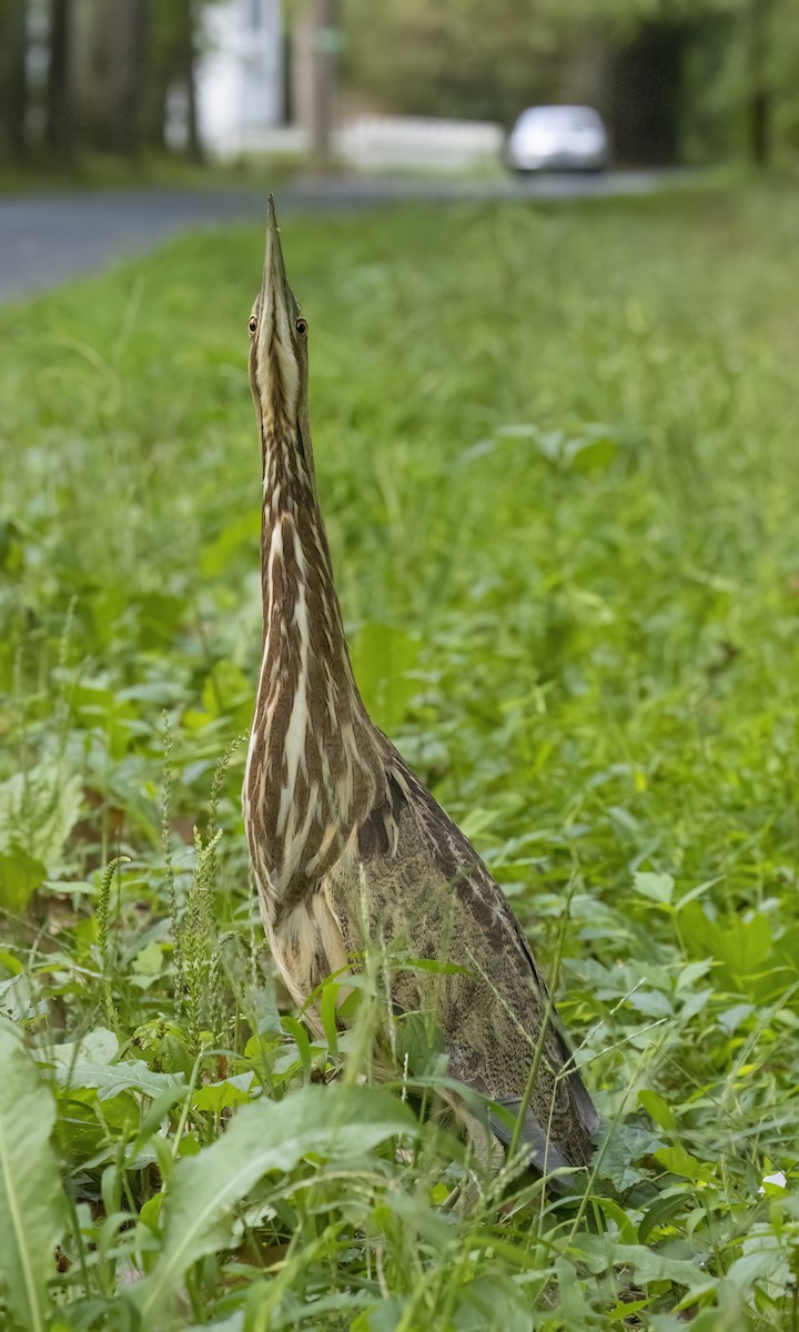 American Bittern - ML642171279