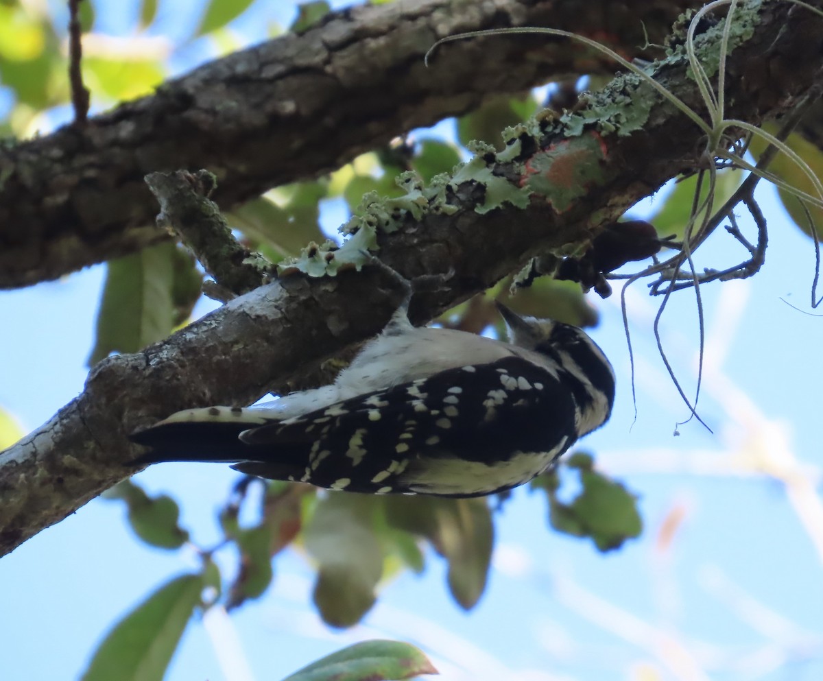 Downy Woodpecker - ML642171281