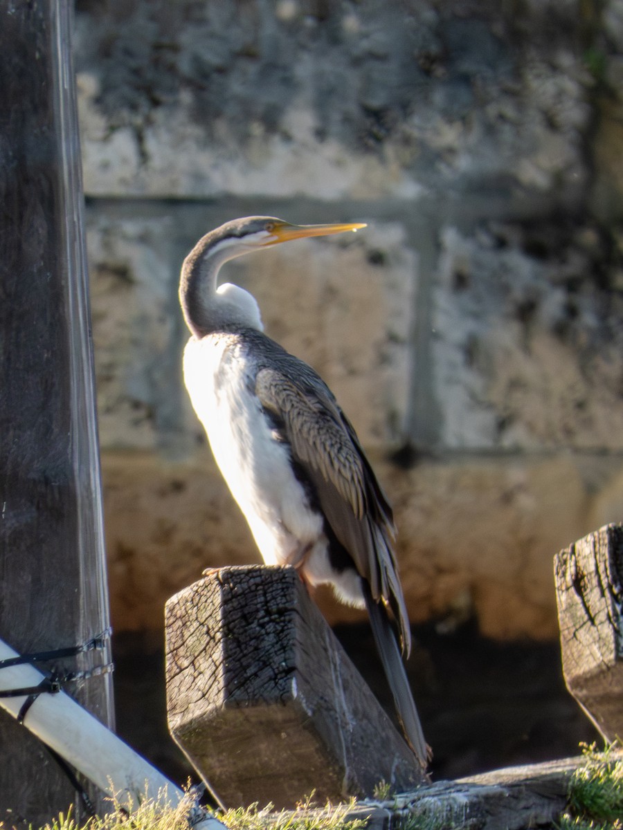 Australasian Darter - ML642171287