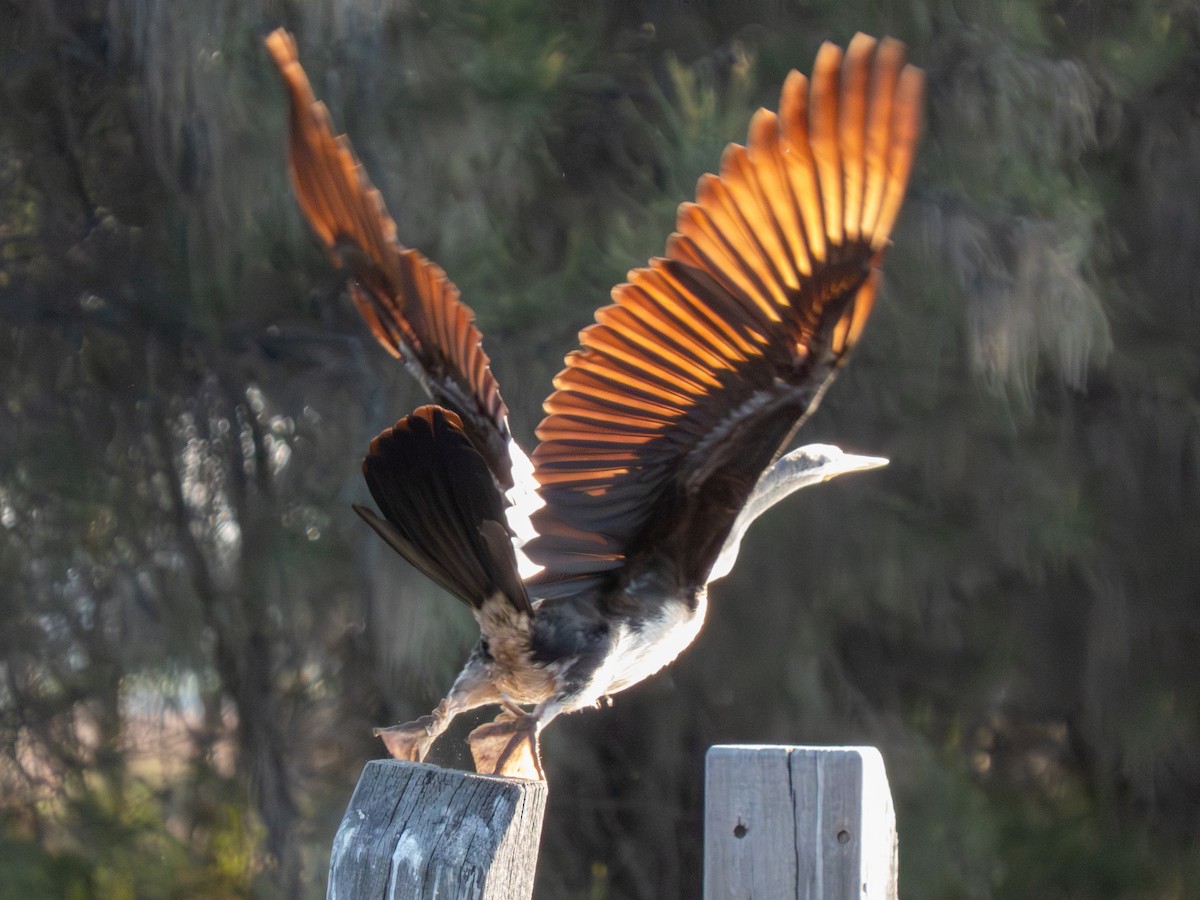 Australasian Darter - ML642171288