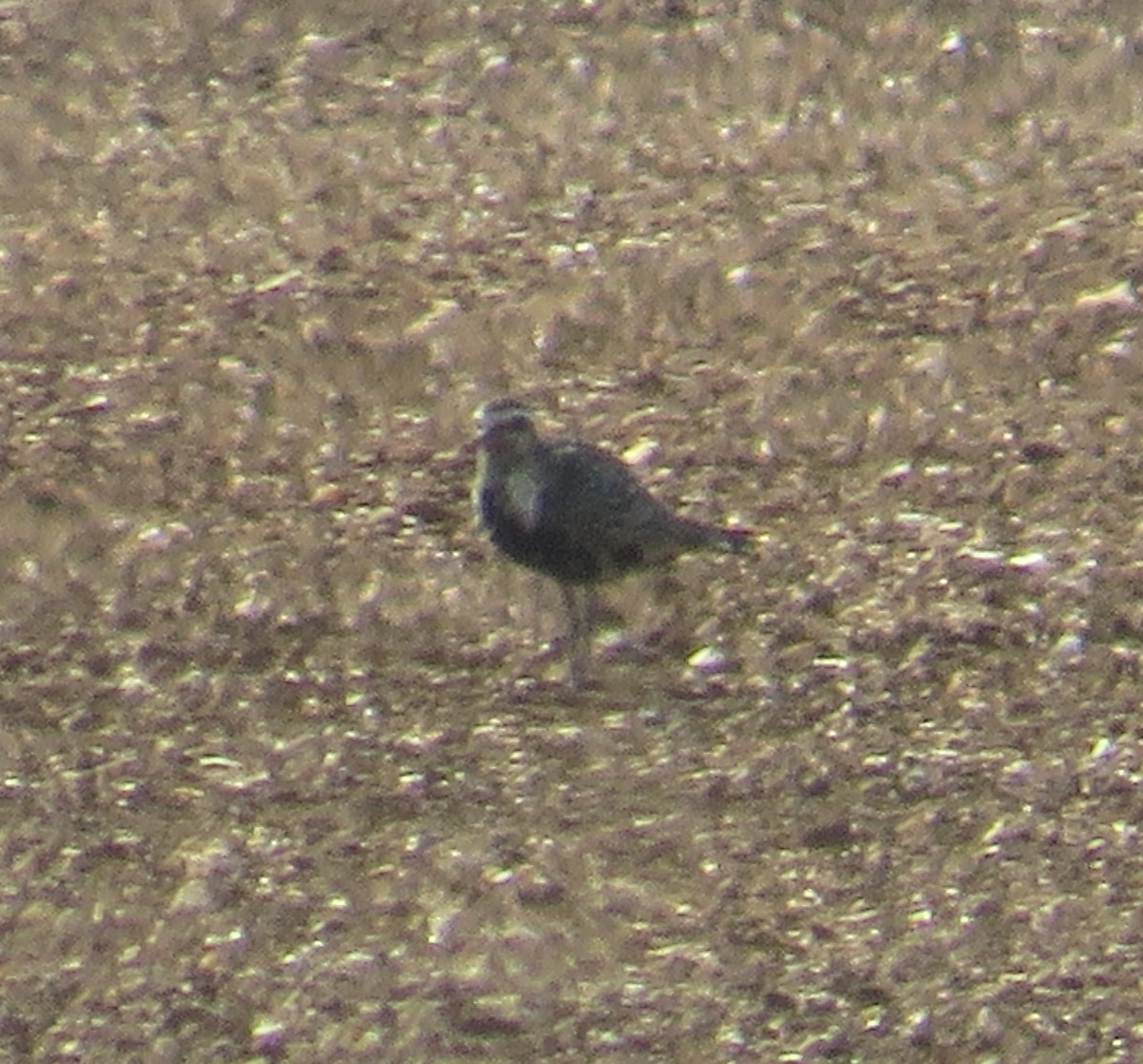 American Golden-Plover - ML642171302