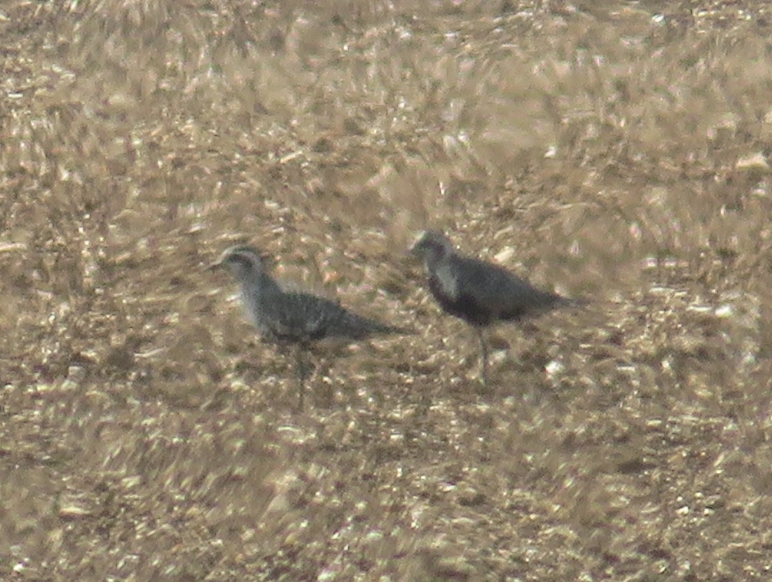American Golden-Plover - ML642171303