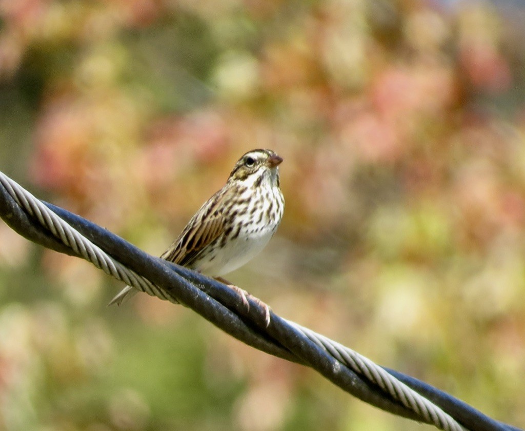 Savannah Sparrow (Savannah) - ML642171322