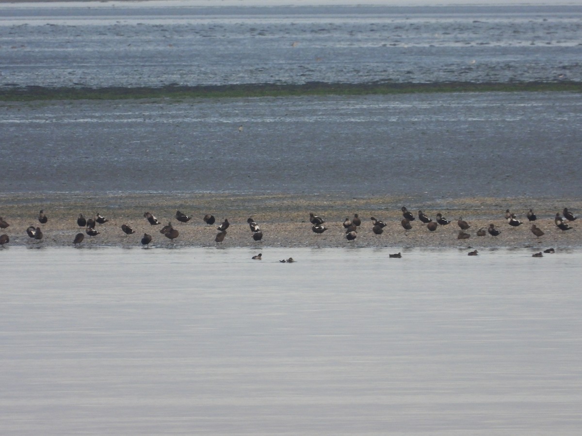 Common Eider - ML642171325