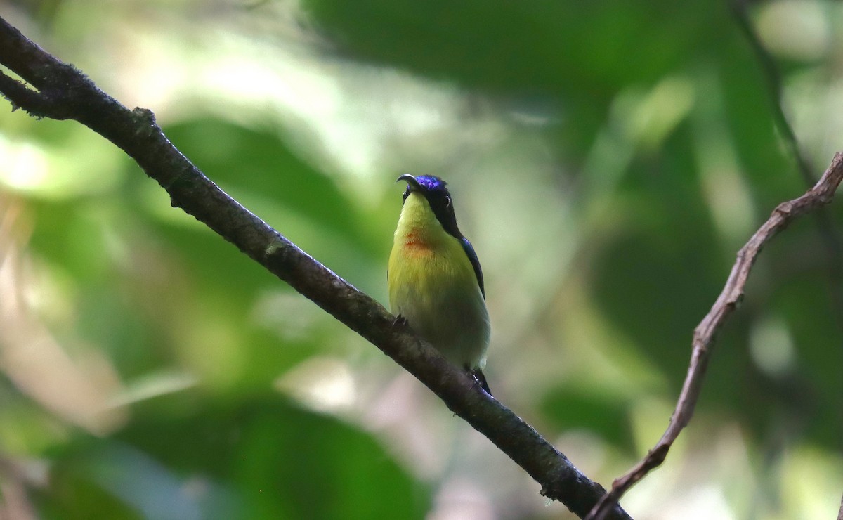 Metallic-winged Sunbird - ML642171327