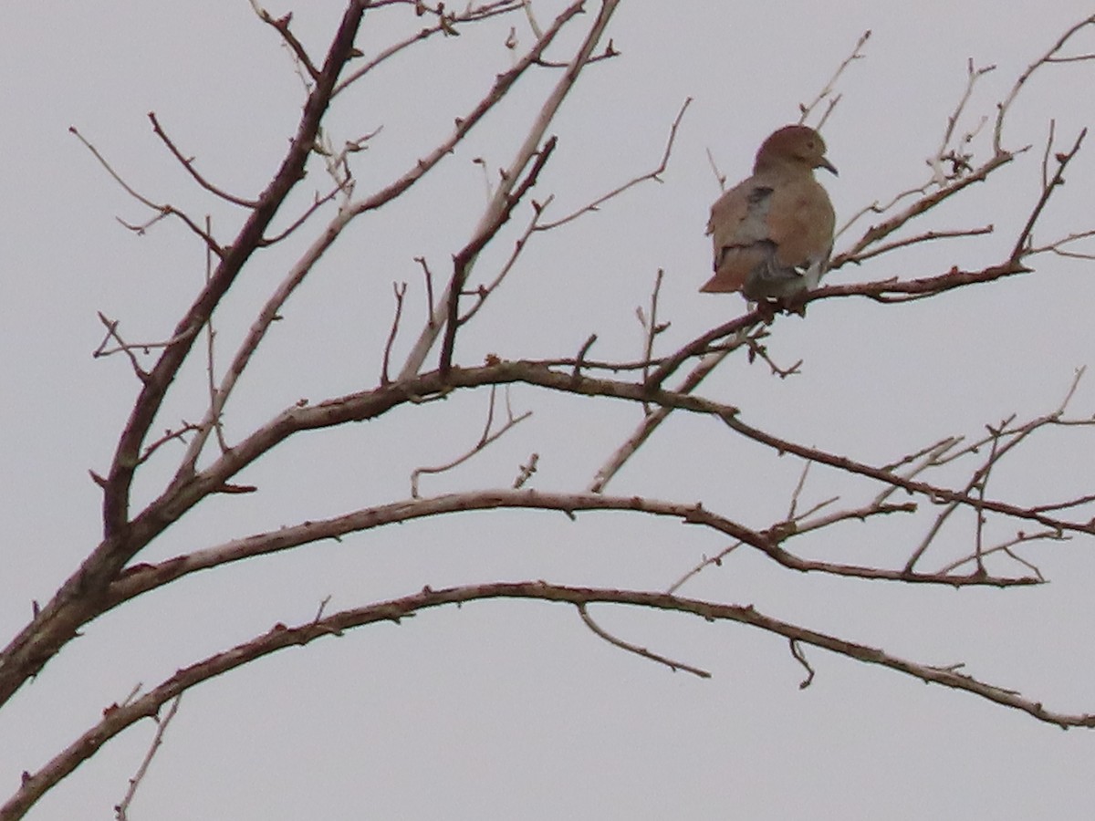 White-winged Dove - ML642171329