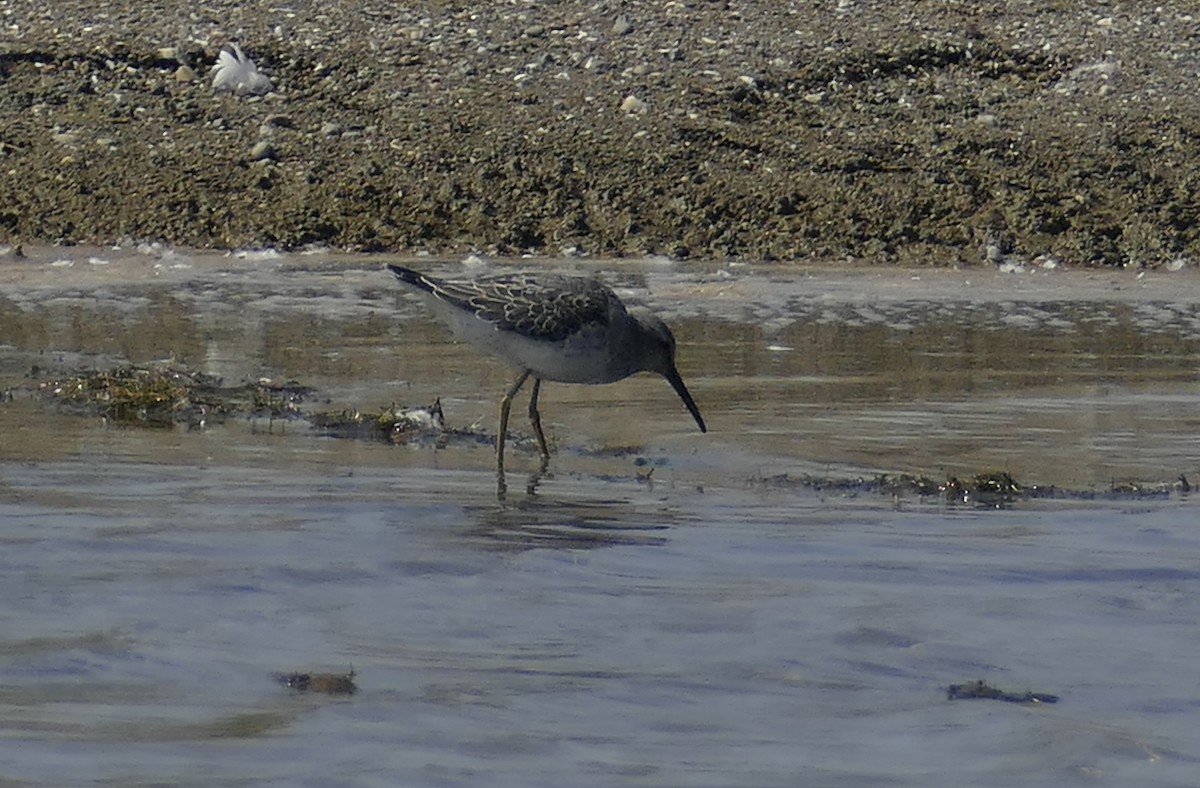 Stilt Sandpiper - ML642171332
