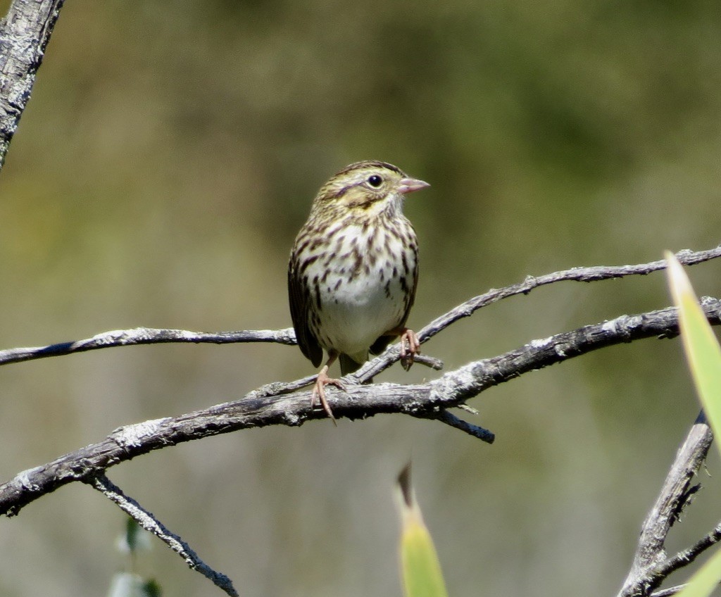 Savannah Sparrow (Savannah) - ML642171333
