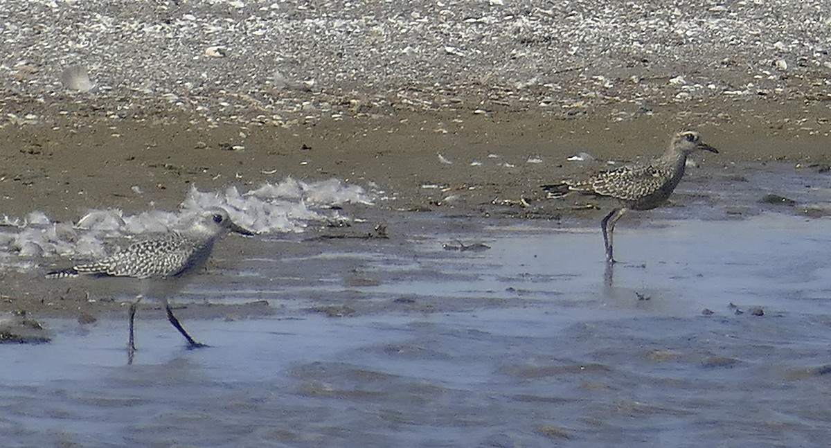 American Golden-Plover - ML642171370