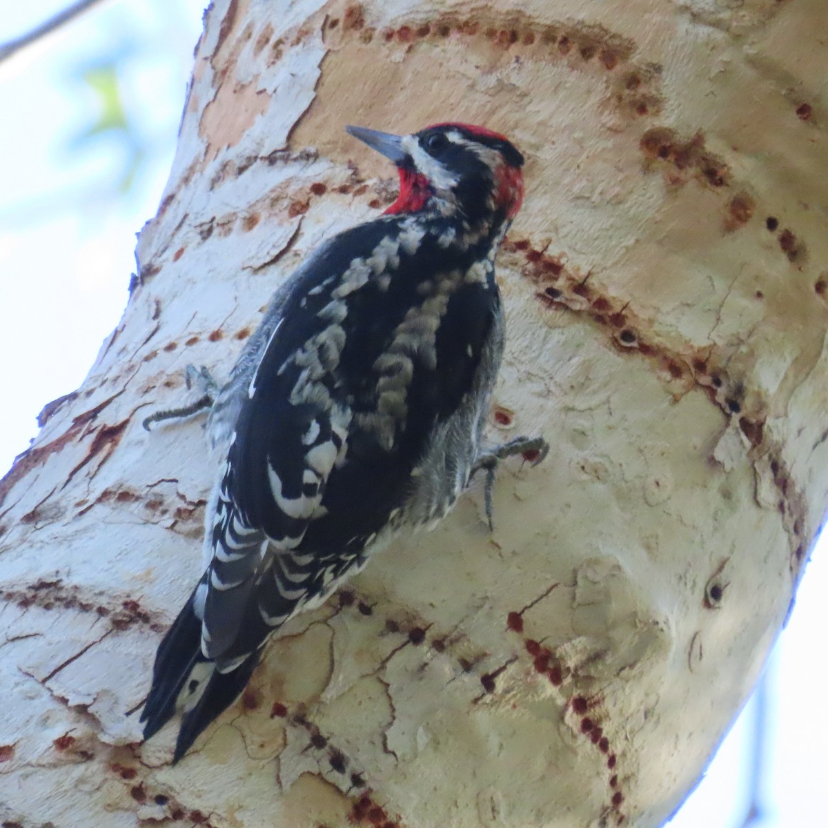 Red-naped Sapsucker - ML642171374