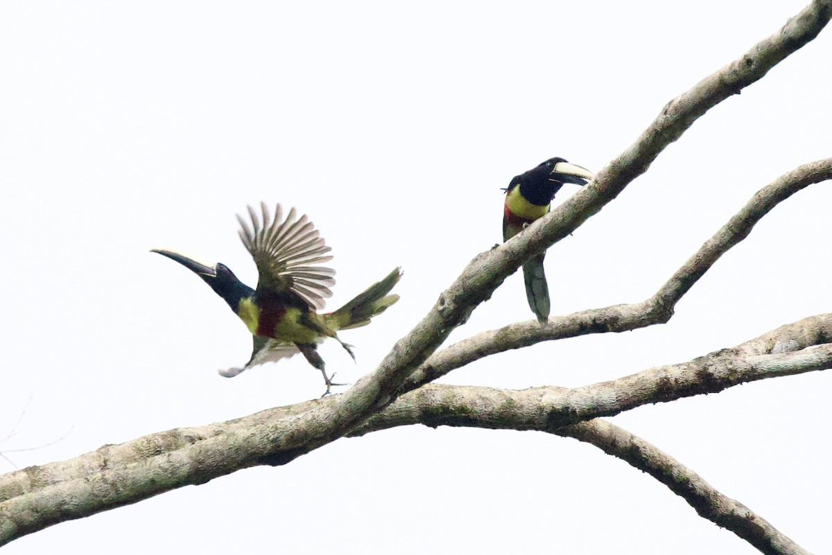 Black-necked Aracari - ML642171380